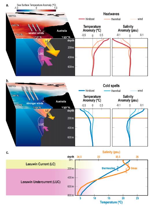 Summarizing schematic of depth structure associated with (a) marine heatwaves (Ningaloo Niño) and (b) cold spells (Ningaloo Niña) and (c) mean vertical profiles in the Ningaloo Niño box. (From Ryan et al. 2021)