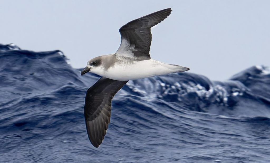 Oceanic seabirds chase tropical cyclones