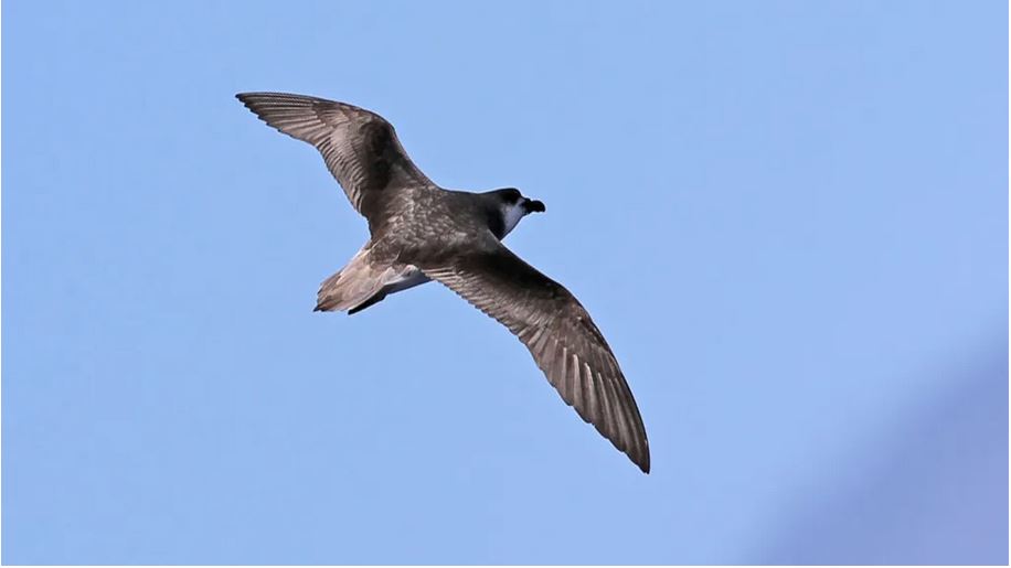 Why a small seabird dares to fly toward cyclones